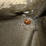 5 MOST COMMON HOUSE PESTS – GET TO KNOW THEM